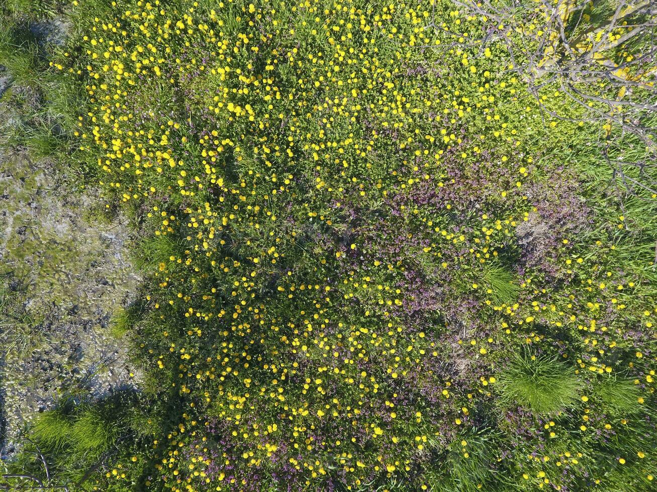 Haut vue de une fleur clairière dans le jardin. pissenlits sont Jaune fleurs et autre fleurs photo