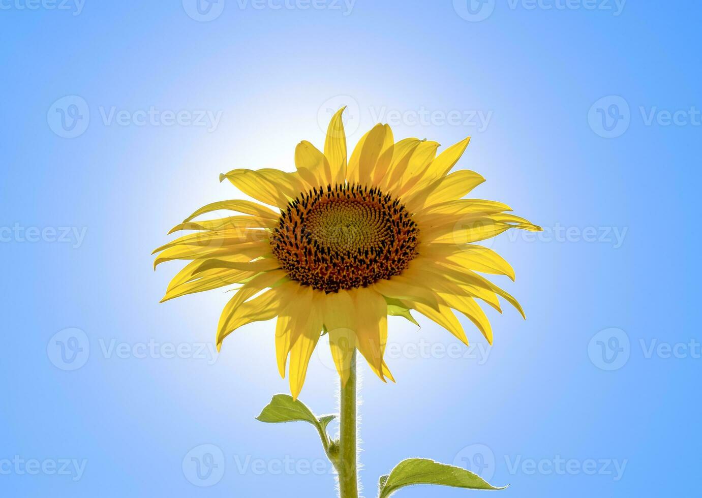 une épanouissement tournesol contre une bleu ciel et Soleil. photo