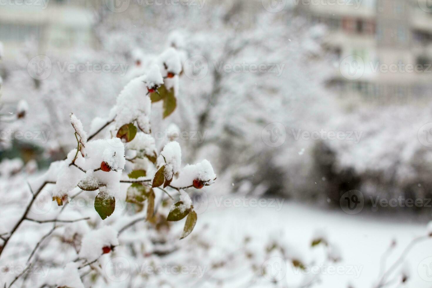 neige sur le branches de une buisson dans le ville parc dans hiver photo