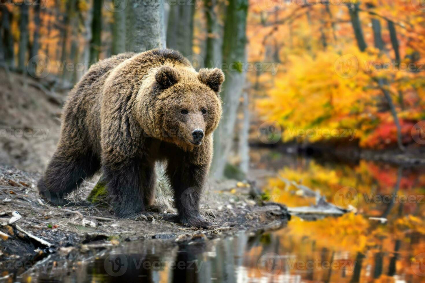 marron ours sur branche dans l'automne forêt. animal dans la nature habitat. faune scène photo