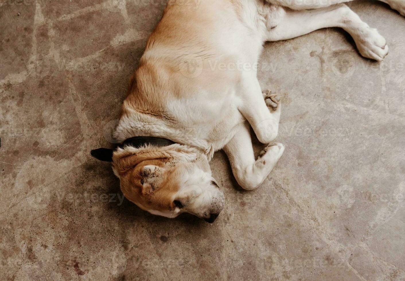 central asiatique berger chien. alabai portrait photo