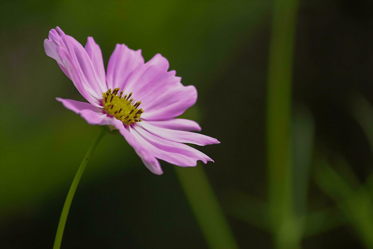 fleur magnifique fleurs nature, photographie, fleurs, floraison usine, beauté dans nature, fraîcheur photo