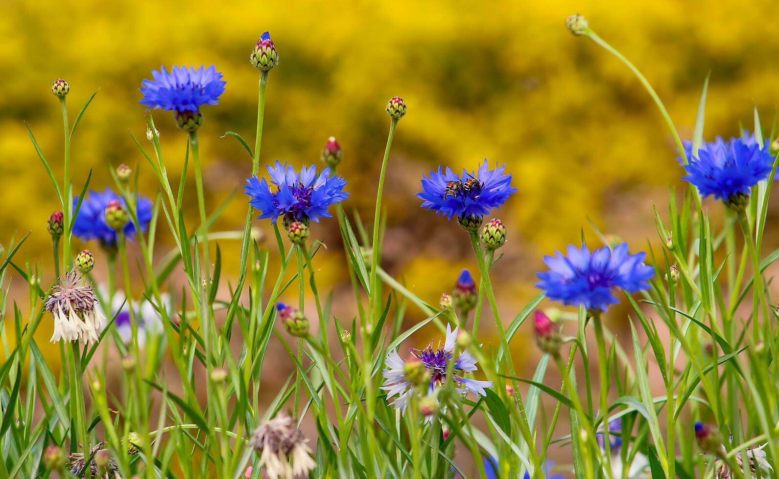 fleur magnifique fleurs nature, photographie, fleurs, floraison usine, beauté dans nature, fraîcheur photo