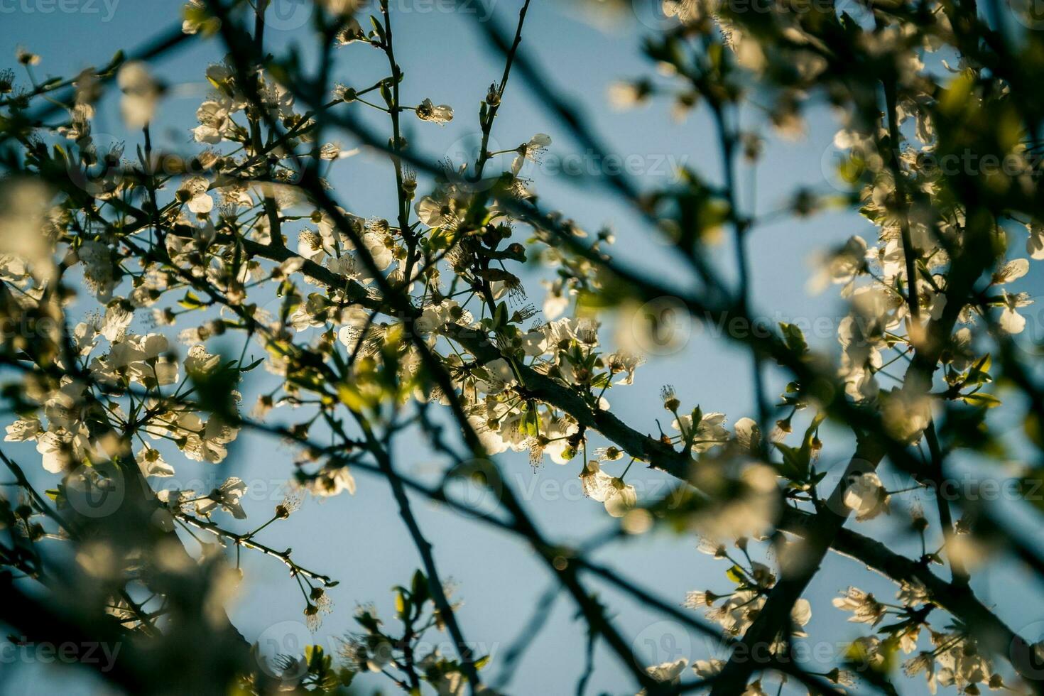 fleur abricot fleurs dans le printemps photo