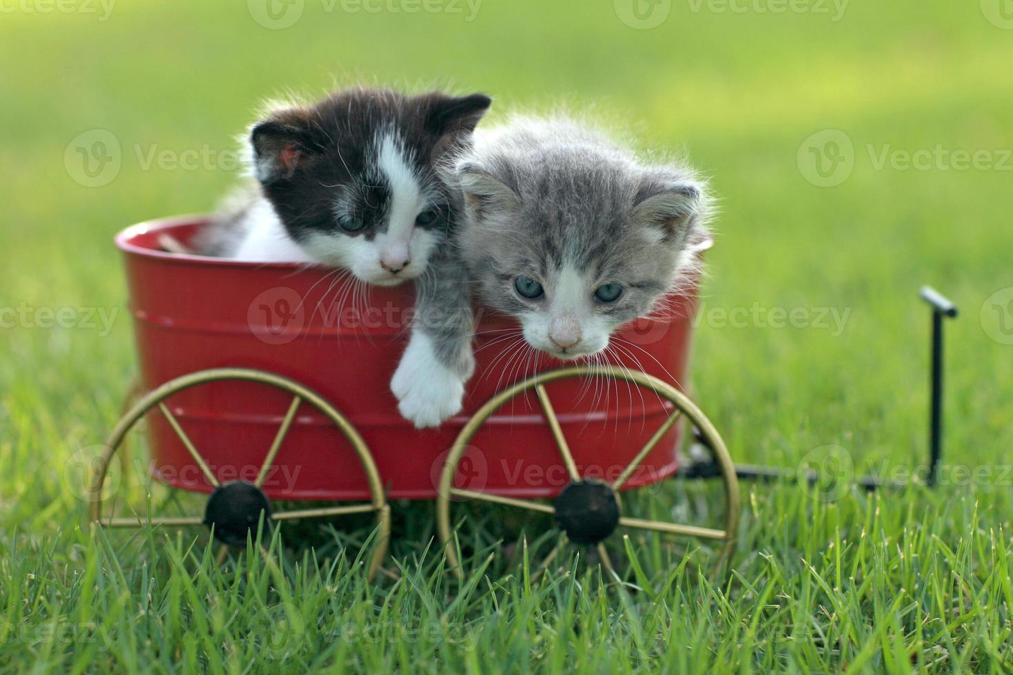 chatons à l'extérieur à la lumière naturelle photo