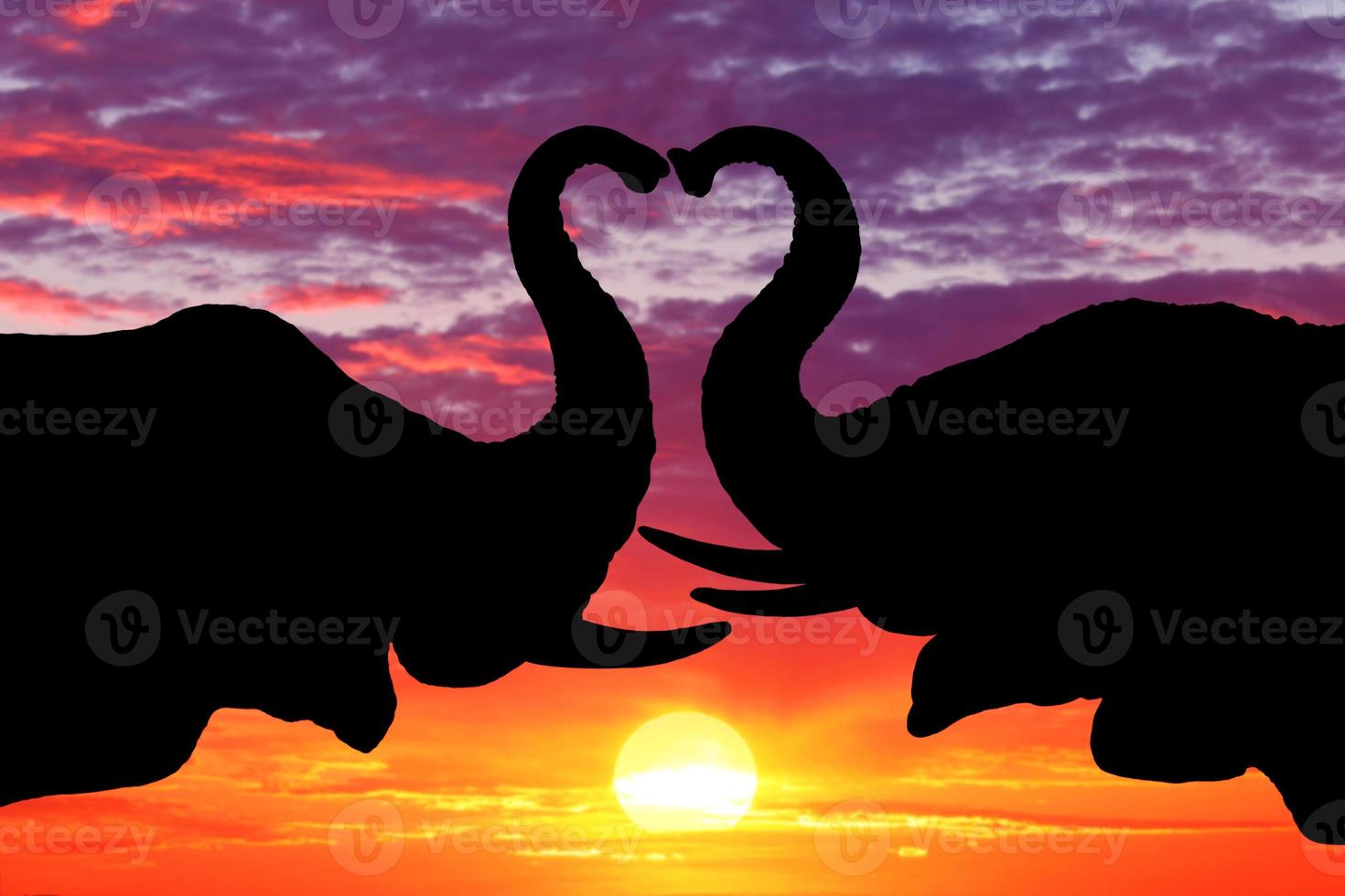 belle silhouette d'éléphants africains au coucher du soleil photo