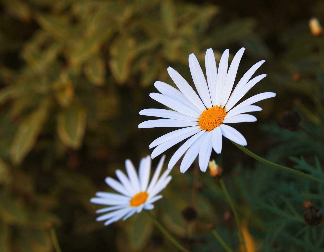 camomille dans champ photo