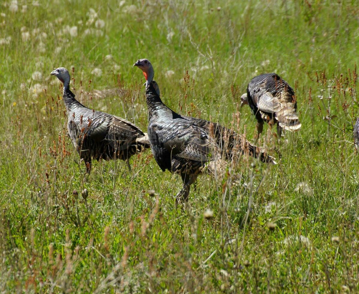 sauvage dindes dans prairie herbes photo