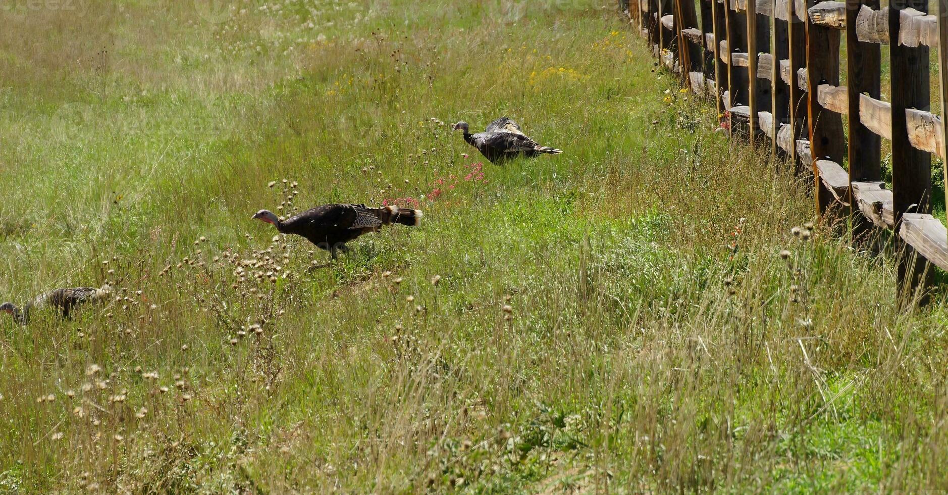 sauvage dindes dans prairie herbes photo