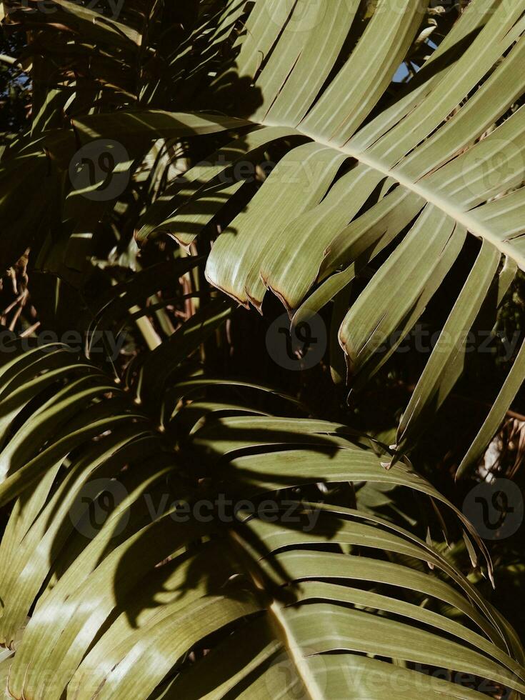 tropical paume feuilles proche en haut buisson photo