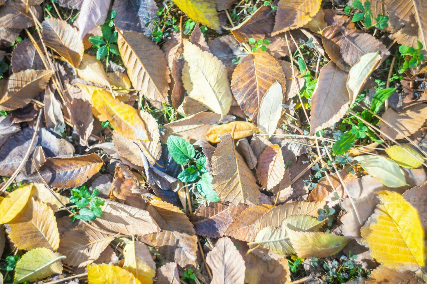 Naturel économiseur d'écran et Contexte avec l'automne thème et saisonnier couleurs paysage photo