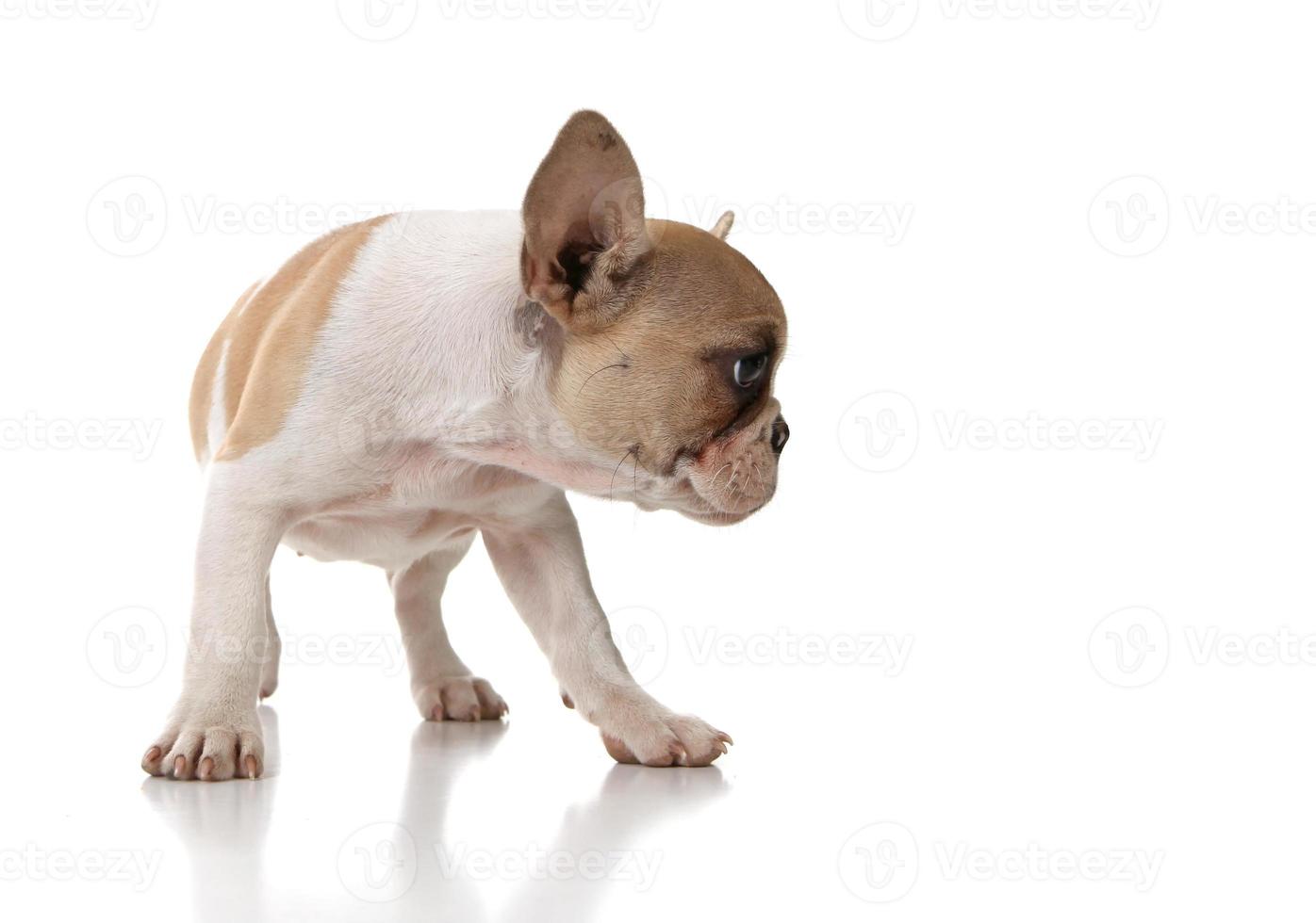 chiot curieux regardant sur le côté photo