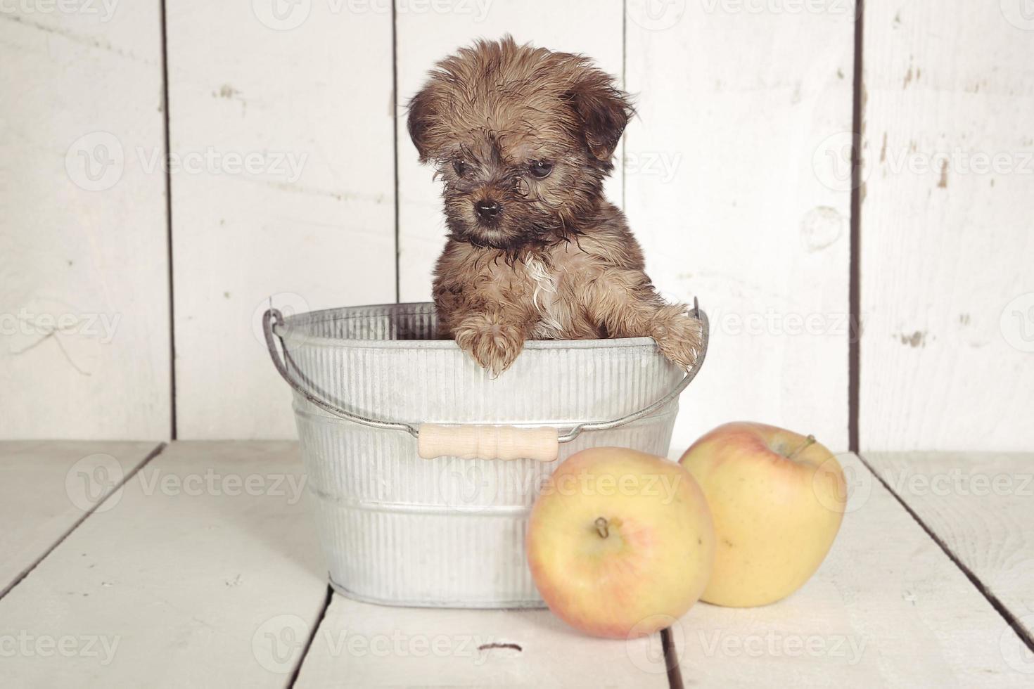 tasse de thé yorkshire terrier dans le cadre du calendrier photo