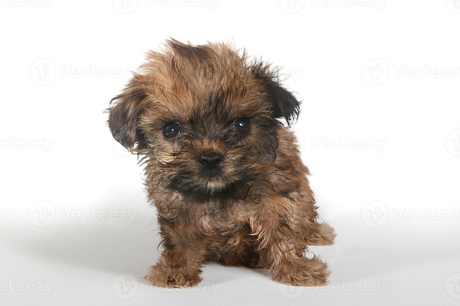 tasse de thé yorkshire terrier sur fond blanc photo