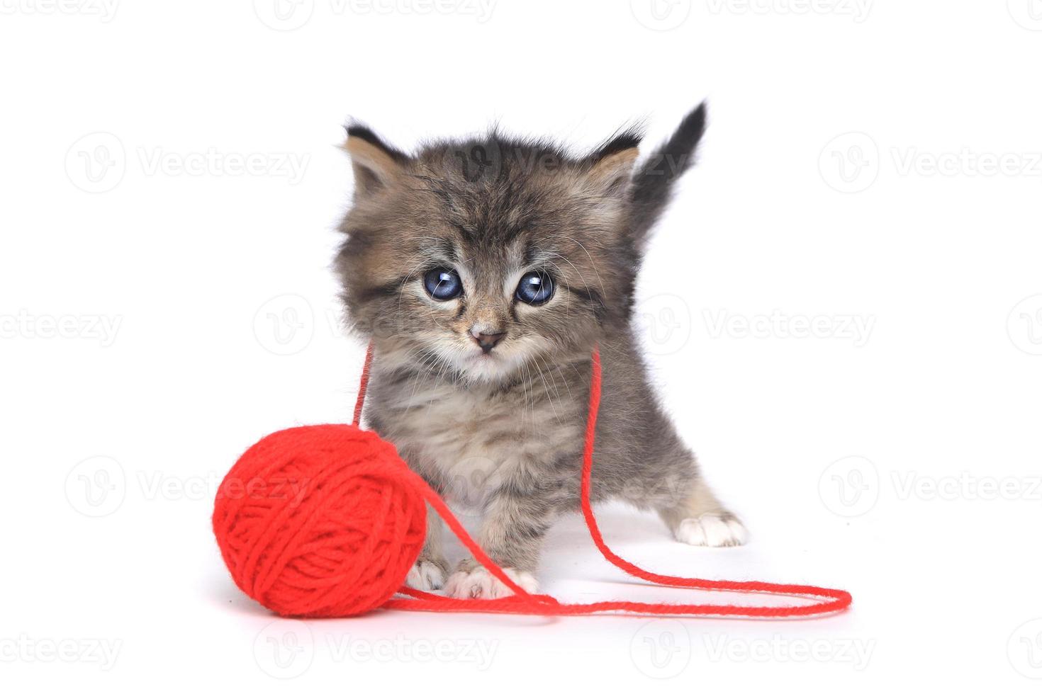 petit chaton jouant avec une pelote de laine rouge photo