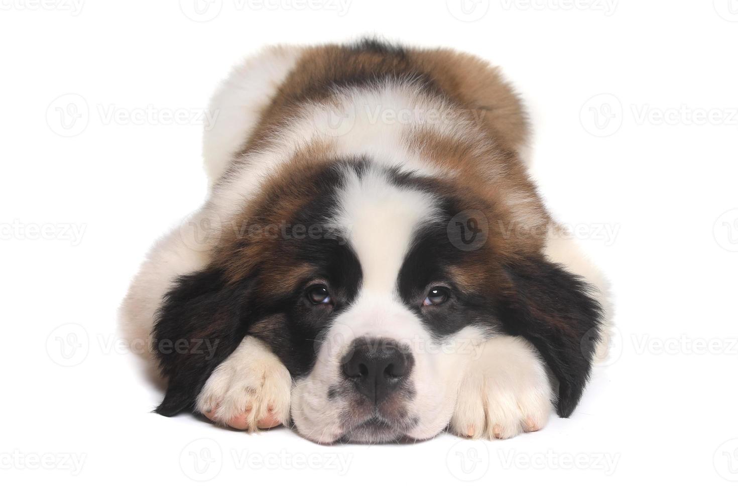 chiot saint bernard avec une douce expression photo