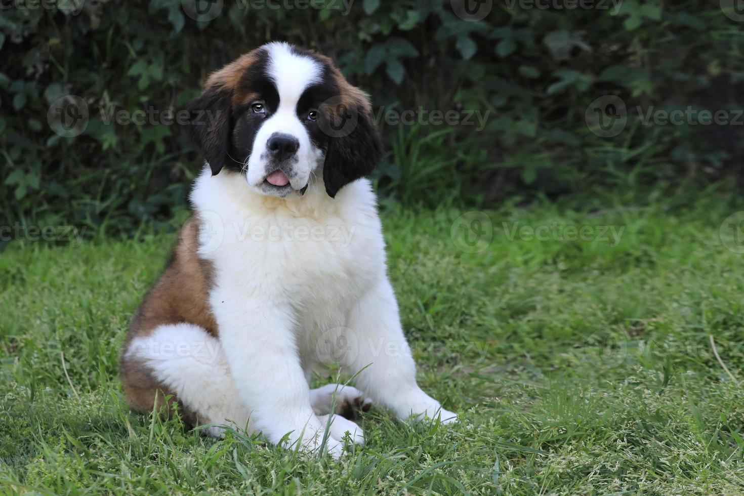 chiot saint bernard avec une douce expression photo