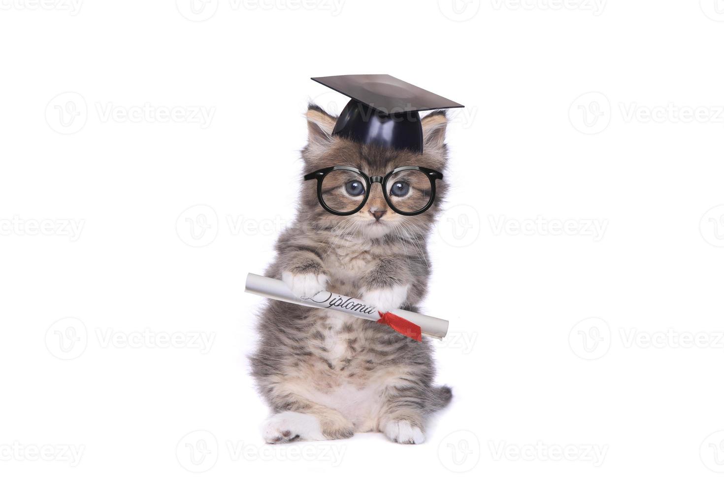 chaton diplômé avec diplôme photo