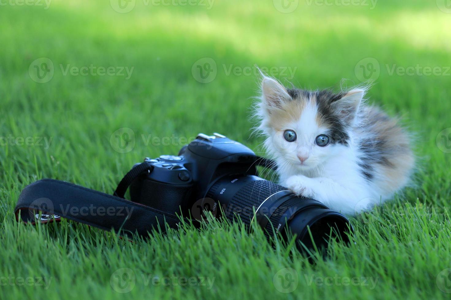 chaton calicot en plein air dans l'herbe verte photo