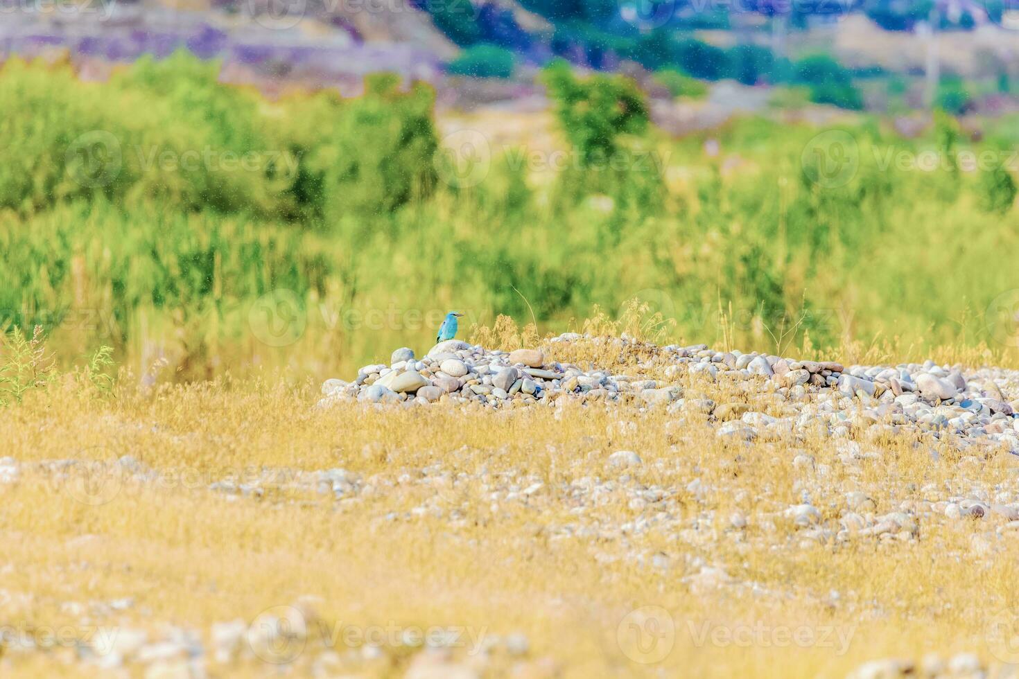 dans le Matin soleil, coloré fleurs et les plantes orner le prairie, création une pittoresque paysage contre le toile de fond de la nature champ photo