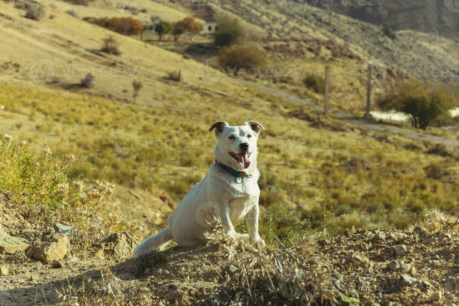 une animal de compagnie chien des promenades en plein air. de race race jack Russell terrier Masculin photo