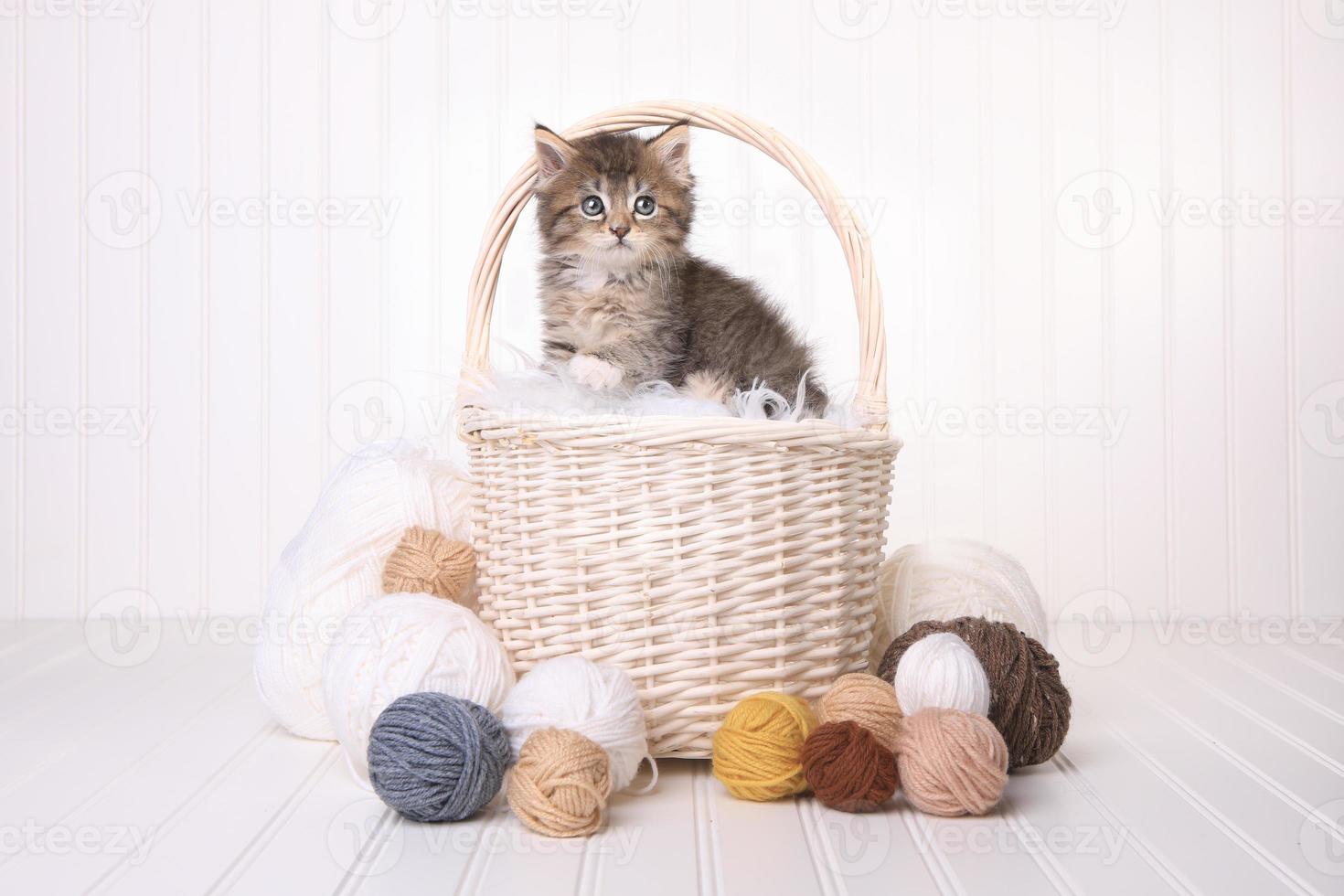 chaton mignon dans un panier avec du fil blanc photo