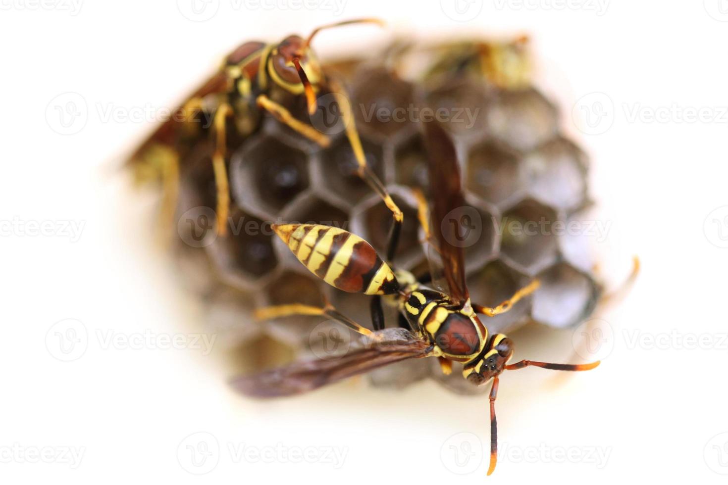 guêpes sur nid d'abeilles tendant à leur nid photo