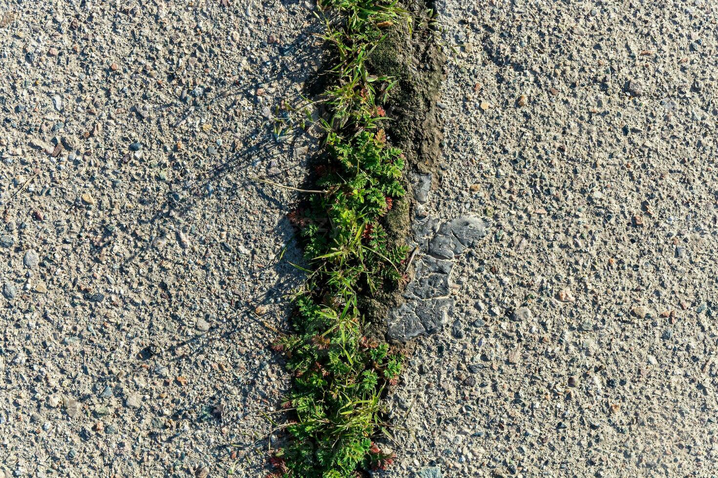 vert herbe croissance par fissuré asphalte comme une concept de la nature vitalité photo