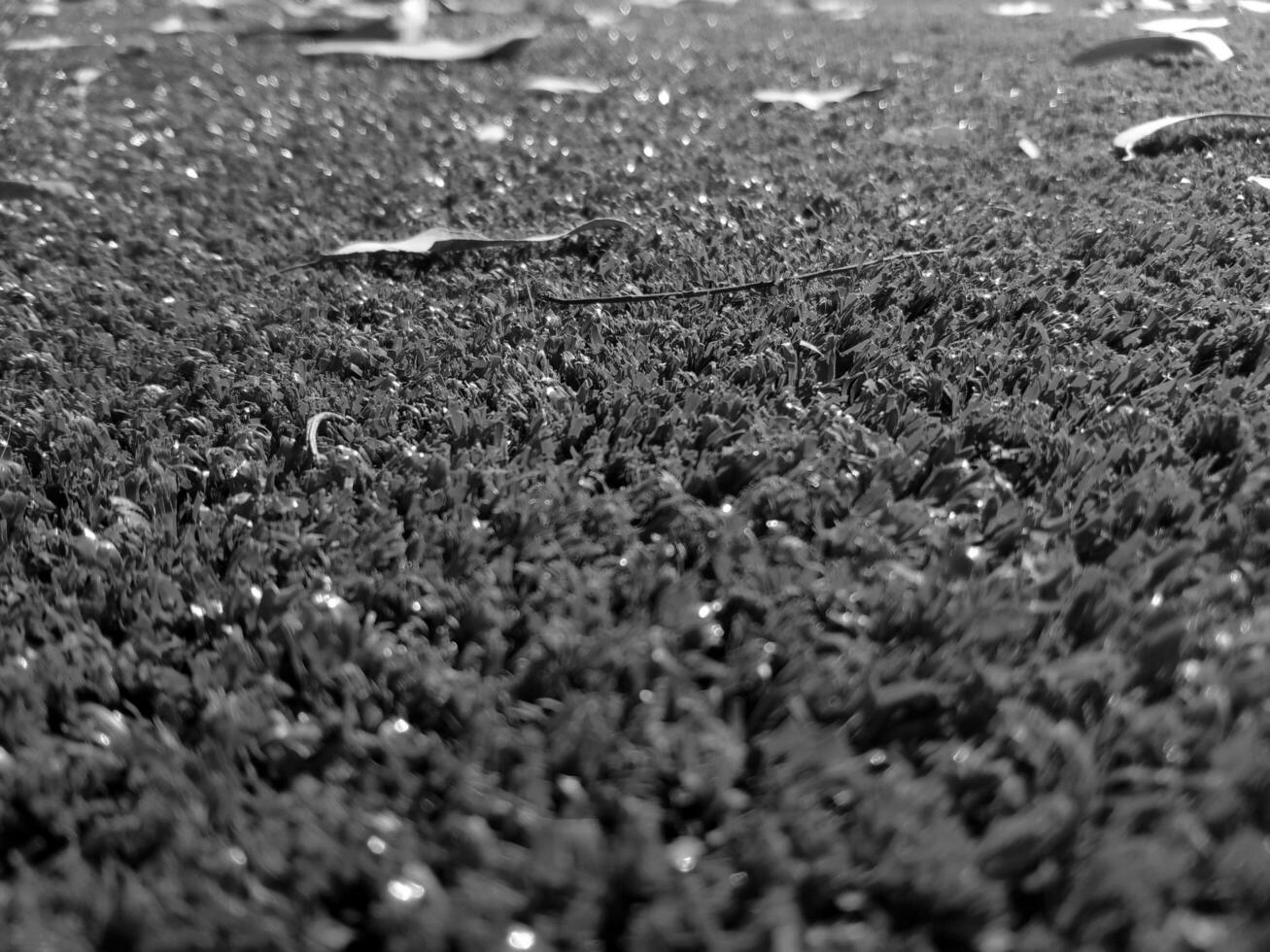 noir et blanc herbe Contexte proche voir, niveaux de gris herbe photo