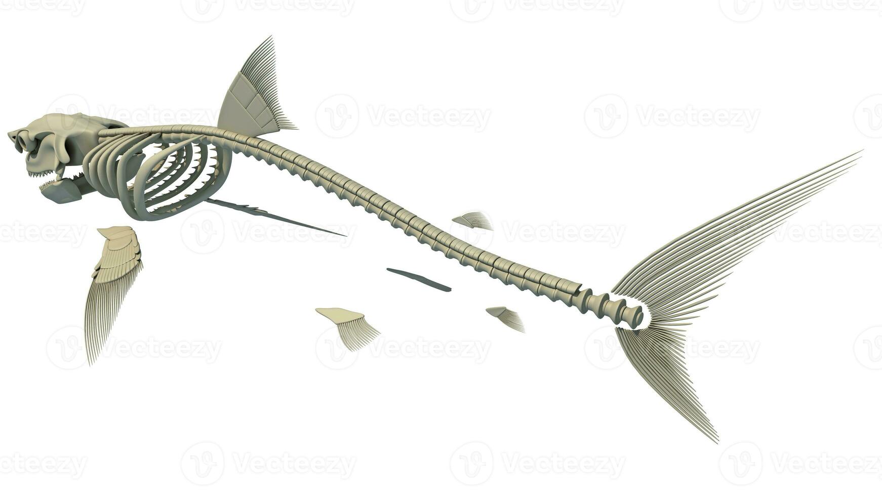 génial blanc requin squelette 3d le rendu sur blanc Contexte photo