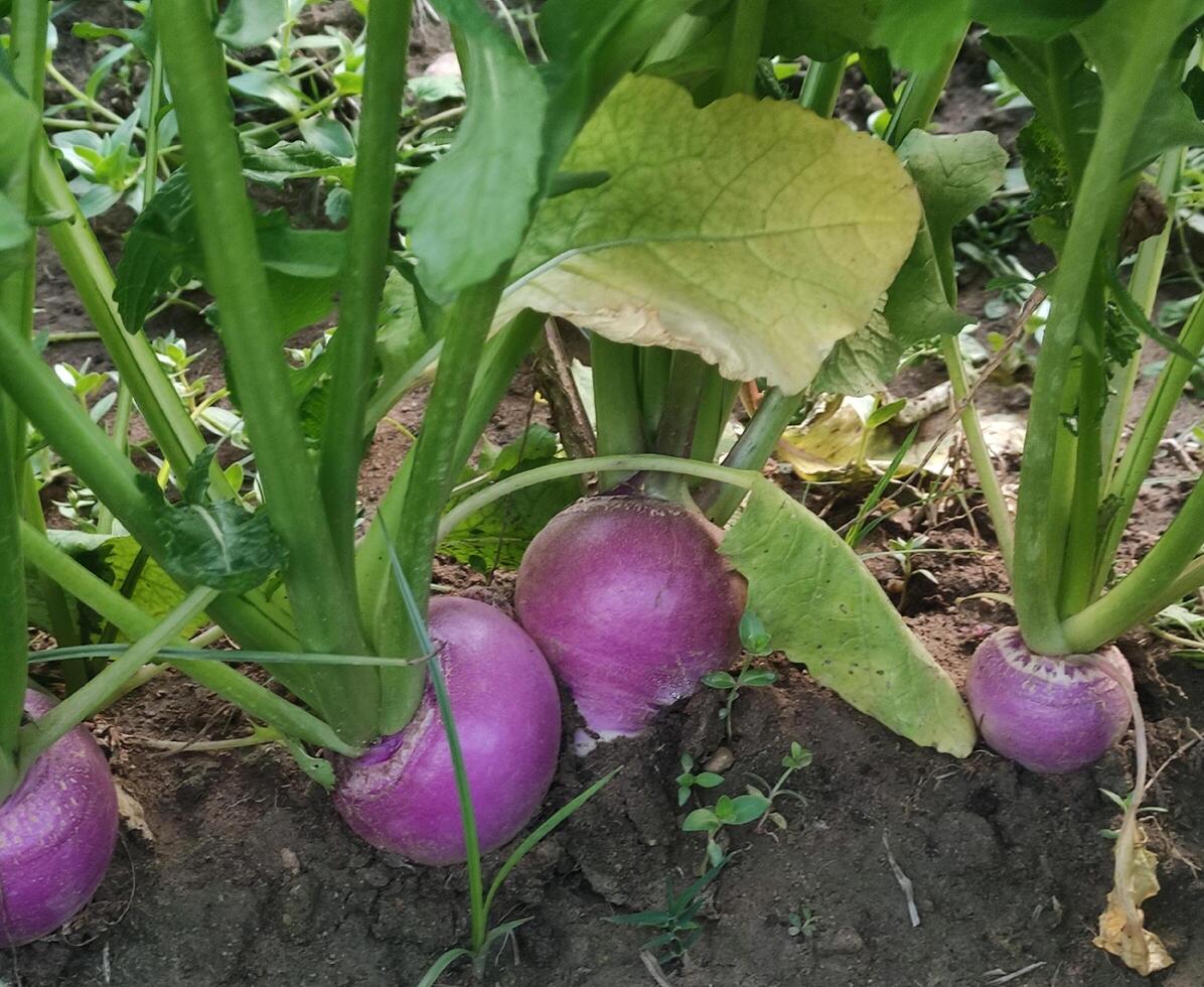 Frais navets est mensonge dans agricole champ. navet croissance dans cultiver. navet récolte photo