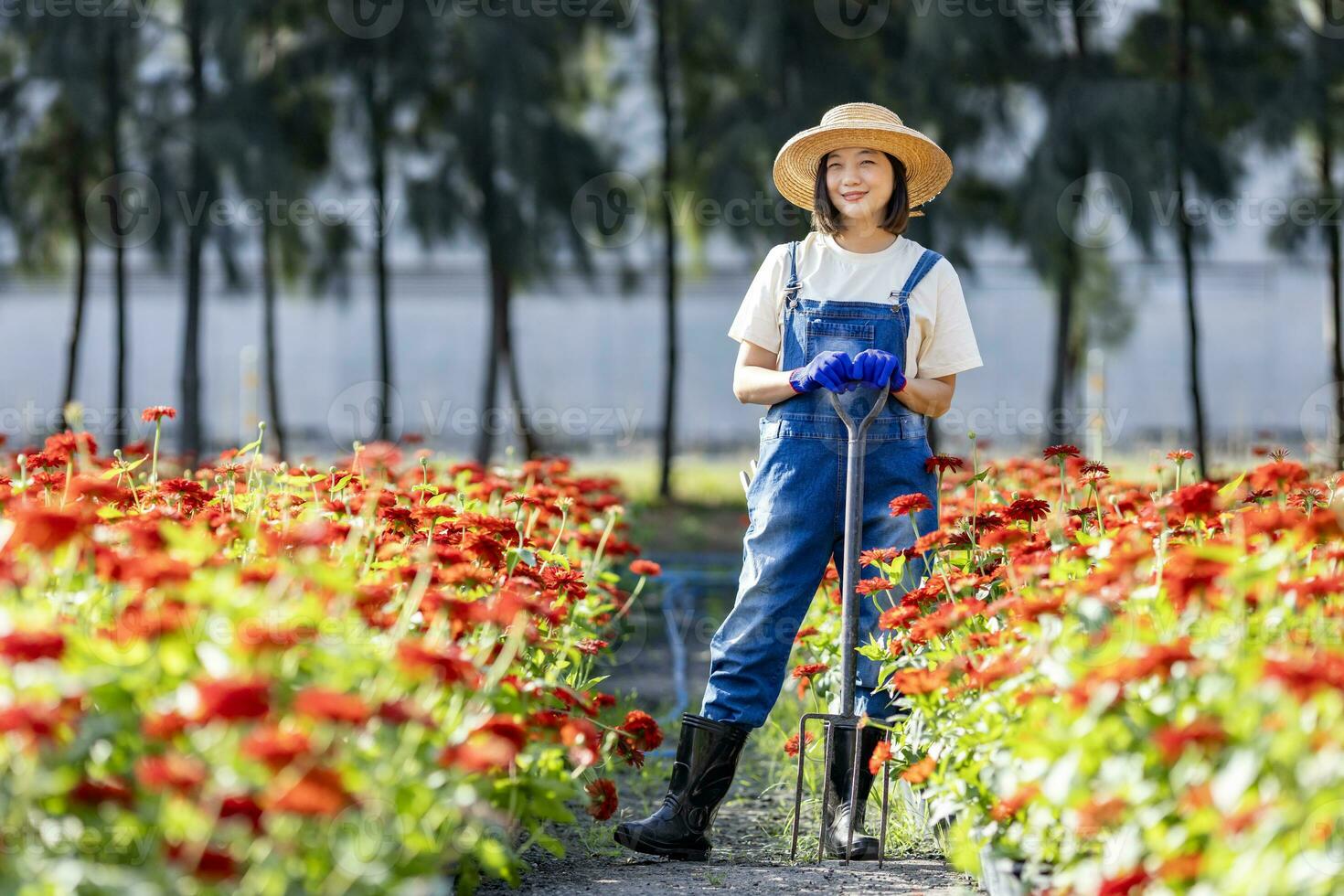 asiatique femme jardinier est travail dans le ferme en portant jardin fourchette parmi rouge zinnia champ pour Couper fleur affaires avec copie espace photo