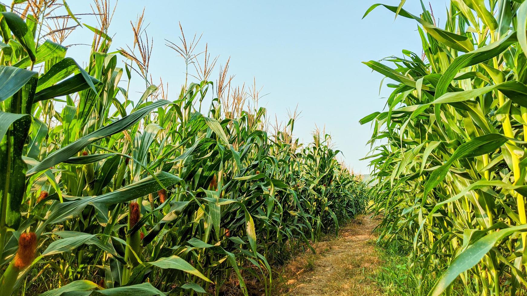 maïs agricole en journée ensoleillée photo