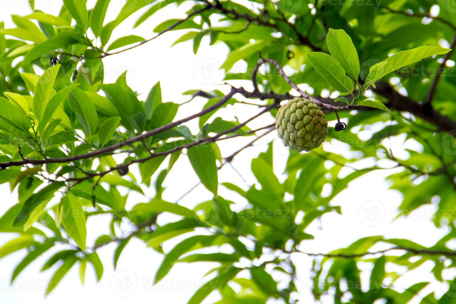 srikaya est une plante qui appartiennent à le genre annona lequel est originaire de tropical domaines. photo