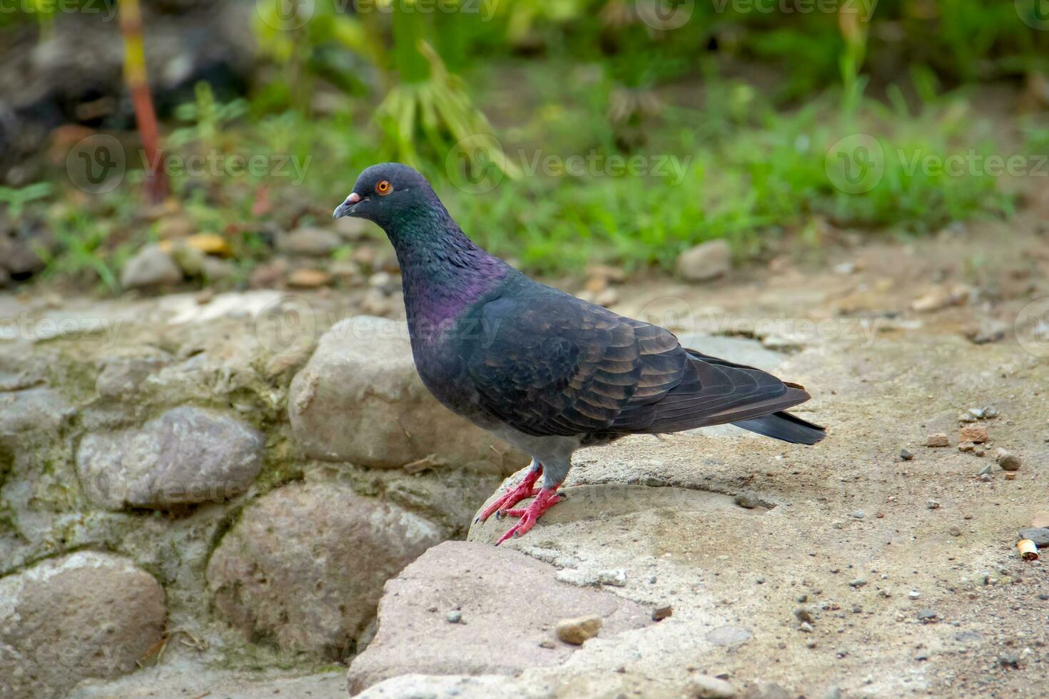 pigeons et colombes appartenir à le columbidae famille ou à bec de colombe des oiseaux de le columbiformes commande photo