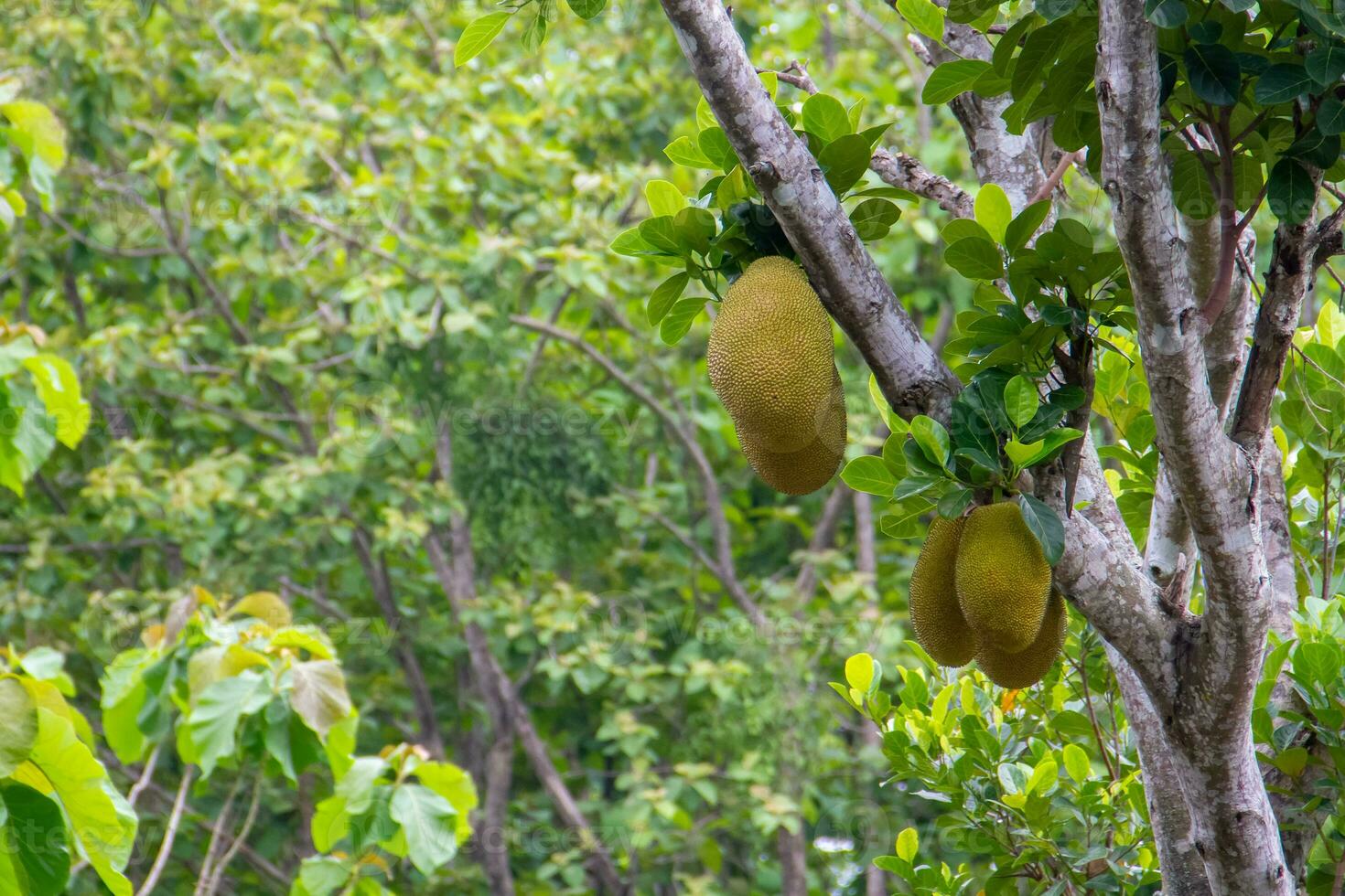 jacquier est le Nom de une type de arbre, comme bien comme ses fruit. jacquier des arbres appartenir à le moracées photo