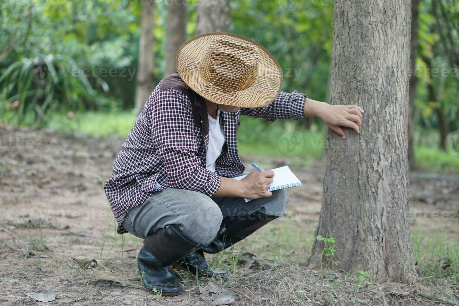 asiatique homme botaniste est inspecter tronc de arbre dans forêt à une analyse et recherche à propos croissance de arbre. concept, forêt évaluation. préservation de environnement. enquête botanique les plantes. photo