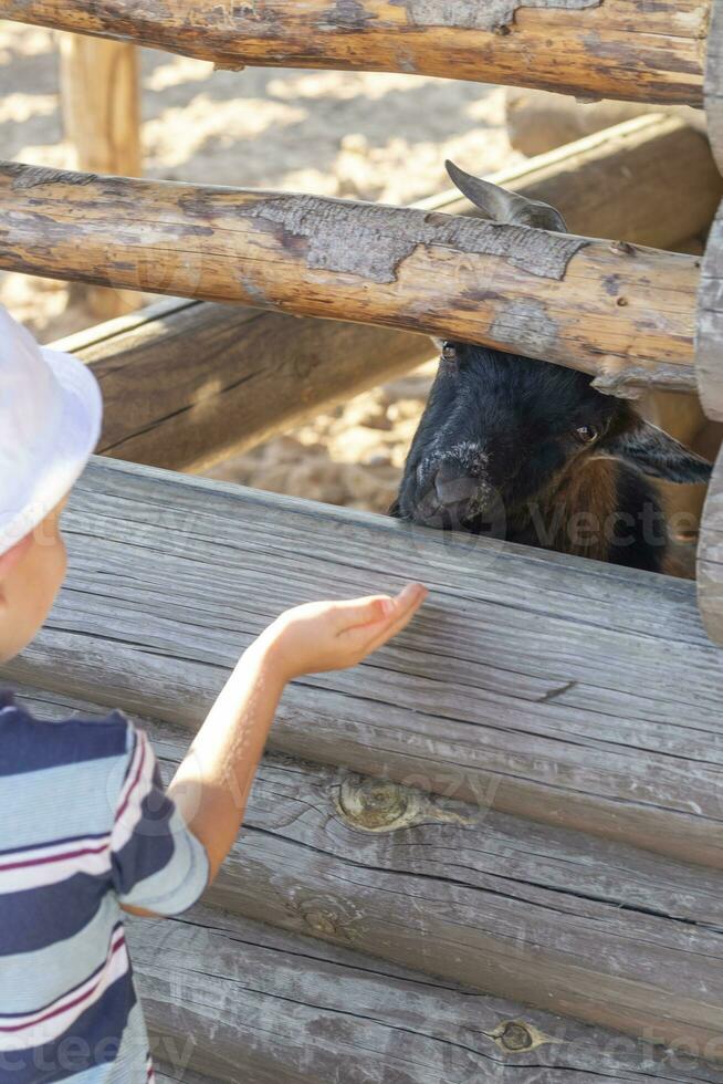 coup de une petit garçon alimentation le chèvre photo