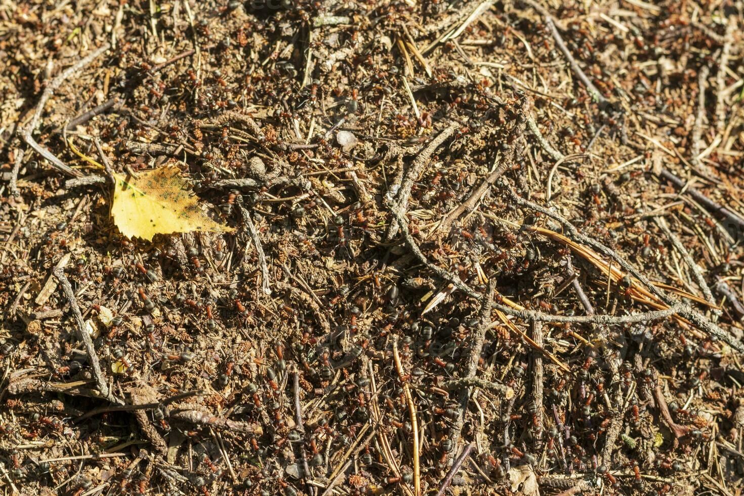 proche en haut coup de le fourmilière. la nature photo