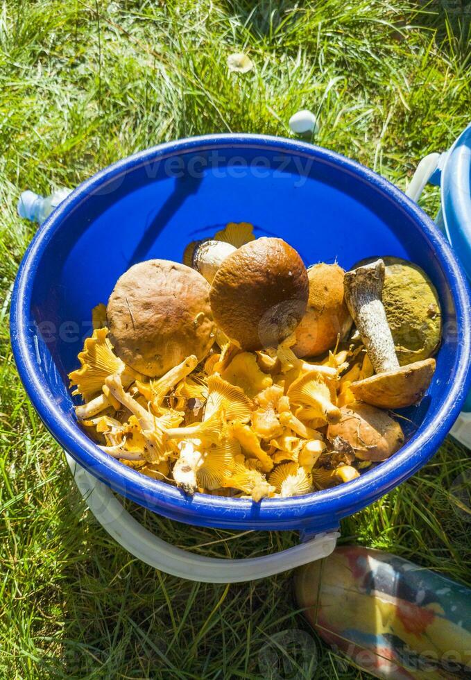 coup de le seau avec divers champignons dans il. la nature photo