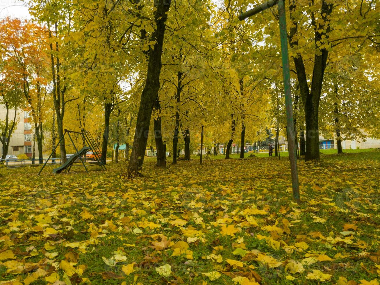 coup de le coloré l'automne des arbres. la nature photo