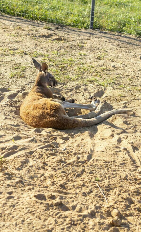 coup de le kangourou repos. faune photo