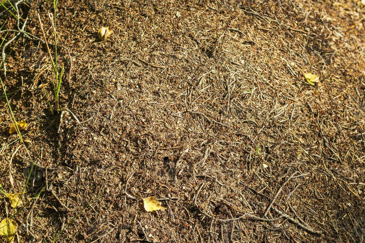 proche en haut coup de le fourmilière. la nature photo