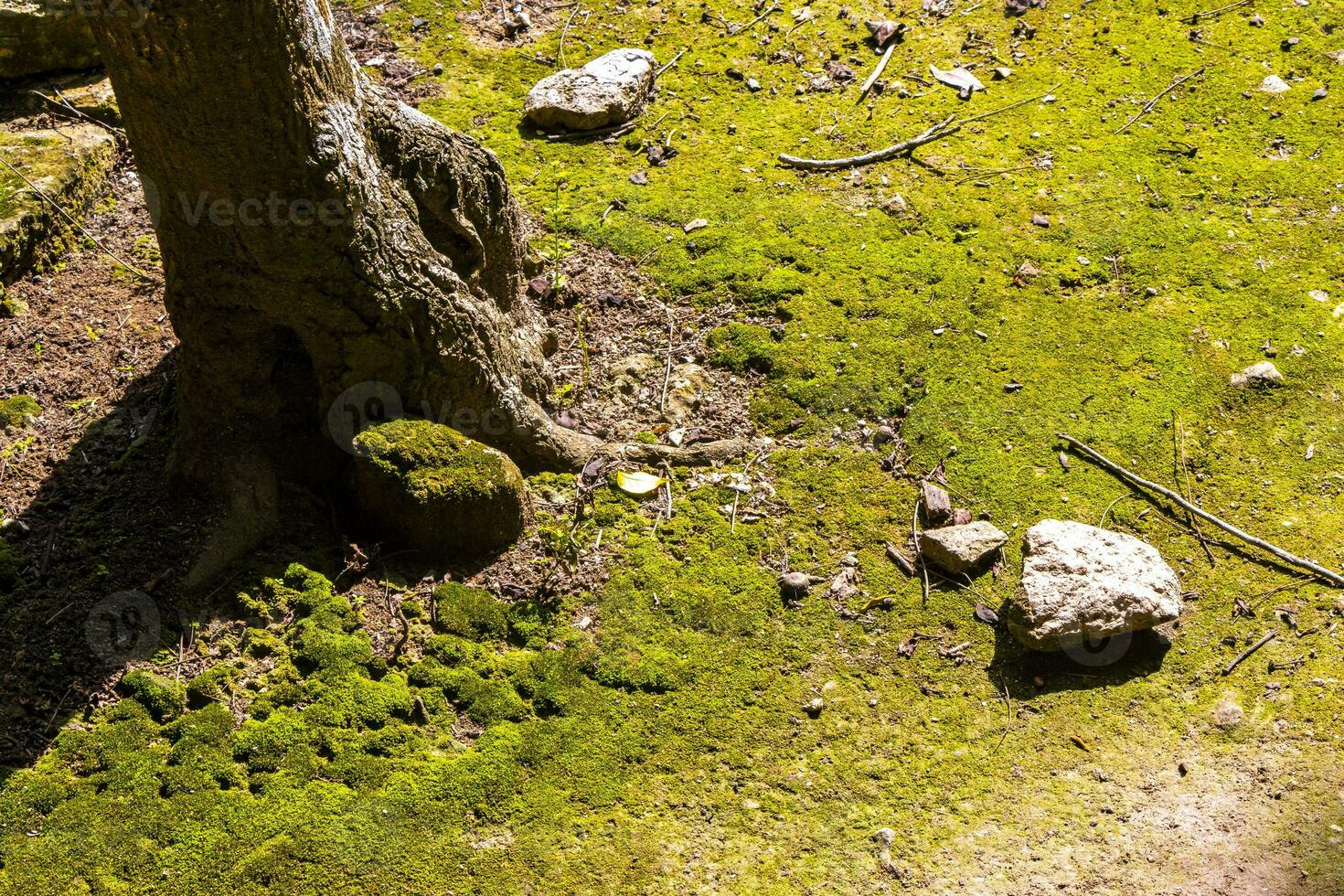 vert mousse herbe pelouse arbre racine sur sol cobá Mexique. photo