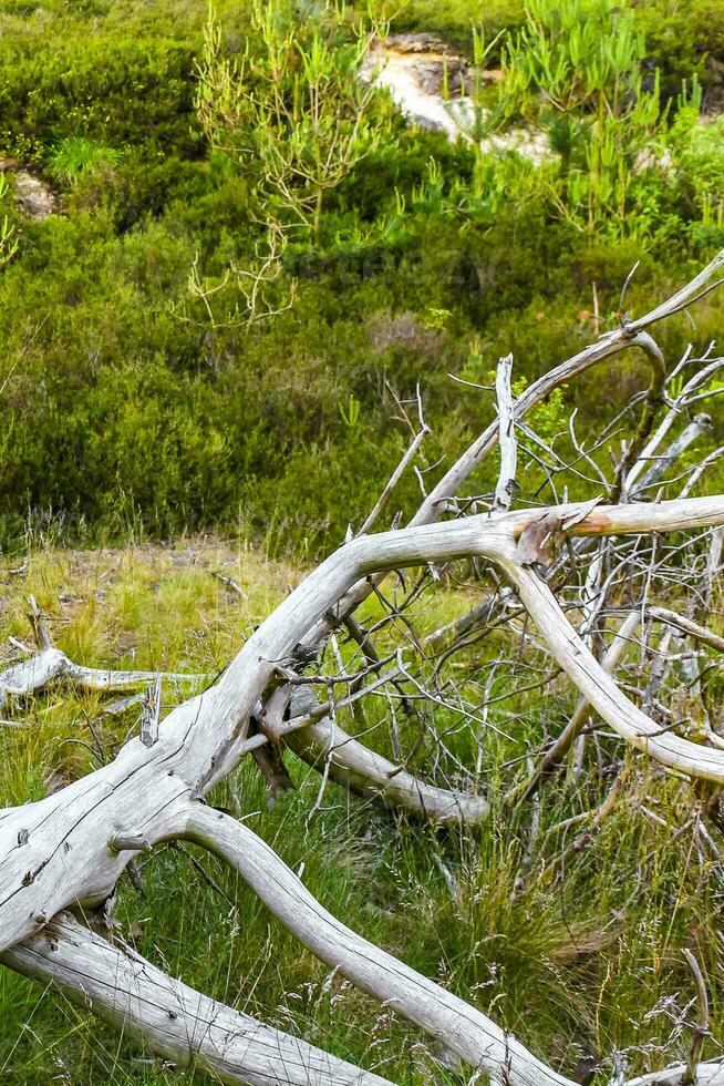 vieux mort branche et arbre sur forêt sol dans Allemagne. photo