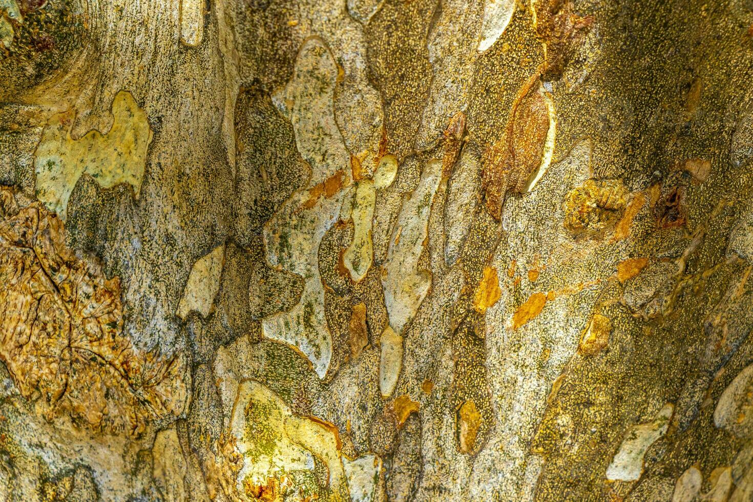 texture de le écorce de une tropical arbre jungle Mexique. photo