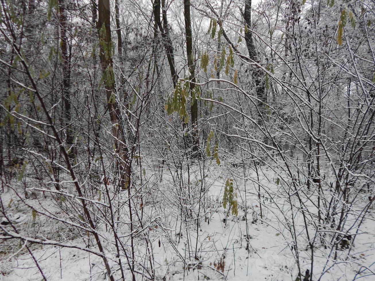 textures de neige d'hiver, d'arbres et de plantes en gelée photo