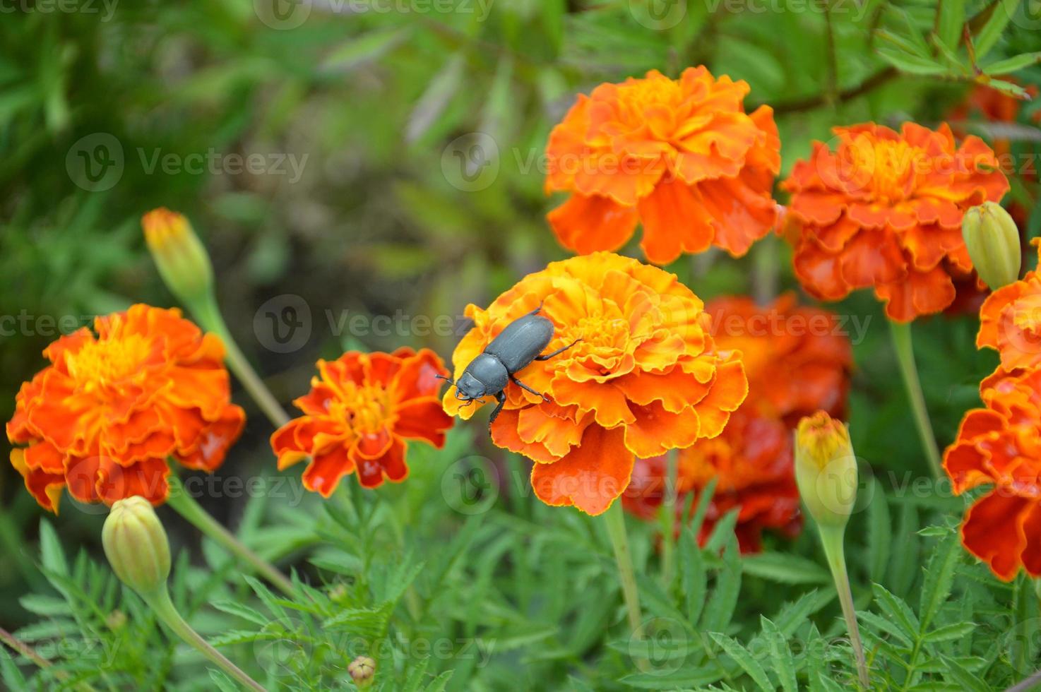 coloré et fleurs sauvages sur fond vert photo