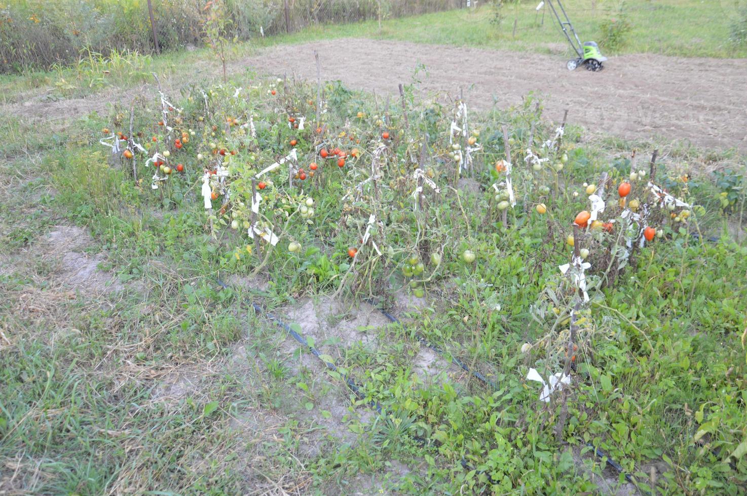 tomates mûres mûries dans le jardin photo