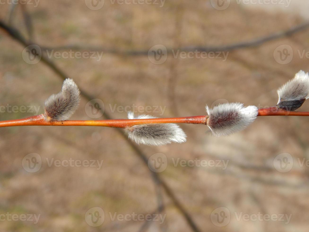 branches de saule chatte avec fond sur les branches d'arbres en fleurs de printemps photo